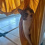 Atlas a rejoint le concours — aidez-le/la à gagner de superbes lots ! cat, curious, yellow_fabric, drying_rack, indoor, floor_tiles, pet, playful, whiskers, tabby, white_paw, hidden, peek, cozy, sunlight, shadow, texture, closeup, animal, home