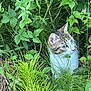 Atlas a rejoint le concours — aidez-le/la à gagner de superbes lots ! cat, greenery, leaves, grass, outdoor, nature, animal, pet, wildlife, curious, feline, closeup, plant, bush, forest, mammal, whiskers, eye, camouflage, exploration