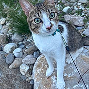Atlas a rejoint le concours — aidez-le/la à gagner de superbes lots ! cat, tabby, green_eyes, collar, rock, stones, outdoor, nature, curious, pet, animal, whiskers, fur, closeup, mammal, leash, wildlife, ground, plant, daylight