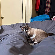 Misco joined the competition — help win amazing prizes! cat, siamese_cat, bed, gray_bedspread, indoor, furniture, door, clothing, storage_bin, relaxed, pet, animal, fur, blue_eyes, lying_down, cozy, room, domestic, looking, resting