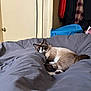cat, siamese_cat, bed, gray_bedspread, indoor, furniture, door, clothing, storage_bin, relaxed, pet, animal, fur, blue_eyes, lying_down, cozy, room, domestic, looking, resting