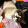 cat, pet, indoor, curious, brown_and_white_fur, lying_down, basket, fabric, clothing, colorful, pink, black, orange, texture, whiskers, ears, collar, bell, close_up, wide_eyes