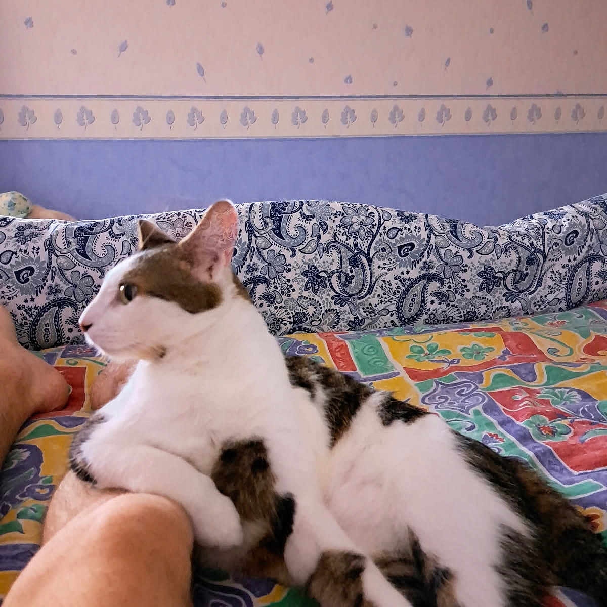 Baby Chat a rejoint le concours — aidez-le/la à gagner de superbes lots ! animal, bed, cat, colorful, comfort, cozy, domestic, feline, fur, home, indoor, leg, patterned_bedspread, paw, person, pet, relaxed, resting, side_view, wallpaper