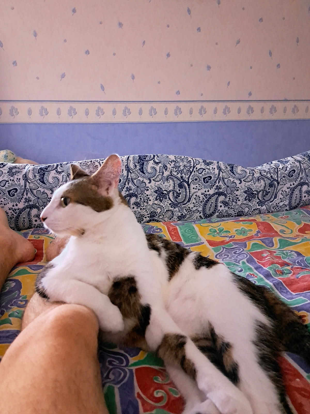 Baby Chat a rejoint le concours — aidez-le/la à gagner de superbes lots ! animal, bed, cat, colorful, comfort, cozy, domestic, feline, fur, home, indoor, leg, patterned_bedspread, paw, person, pet, relaxed, resting, side_view, wallpaper