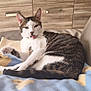 Baby Chat a rejoint le concours — aidez-le/la à gagner de superbes lots ! animal, blanket, cat, cozy, cute, domestic, ears, furniture, home, indoor, lying_down, pet, relaxed, resting, soft, tabby, tail, tongue_out, whiskers, white_fur