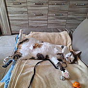 Baby Chat participe au concours pour gagner de l'argent avec cette photo : black_fur, blanket, brown_fur, cat, couch, cozy, decor, feline, fur, indoor, lying_down, paw, pet, pink_paw_pads, relaxed, resting, striped, toy, white_fur, wooden_cabinet