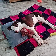 Titou participe au concours pour gagner de l'argent avec cette photo : boston_terrier, canidae, carnivore, dog, dog_breed, flooring, fur, nap, non_sporting_group, pink, pointer, sporting_group, tail