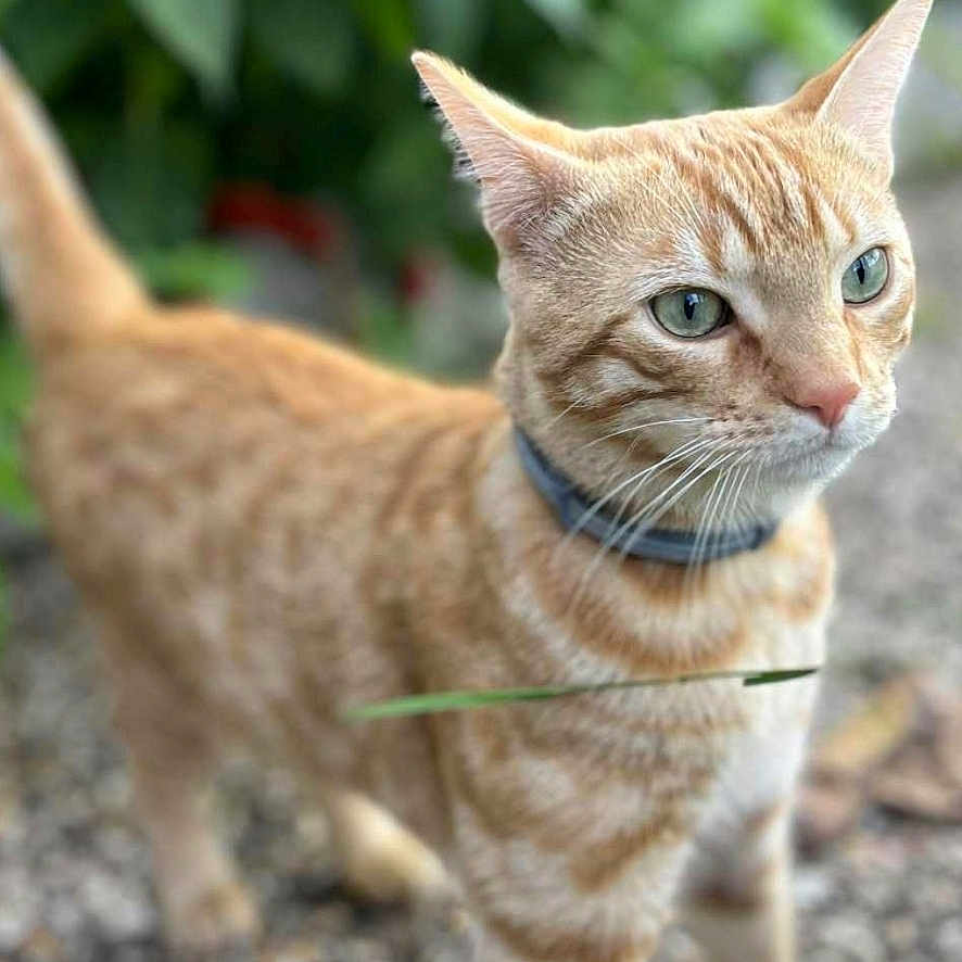 Vassia participe au concours pour gagner de l'argent avec cette photo : alert, animal, background_blur, cat, closeup, collar, curious, domestic_cat, fur, garden, gravel, green_eyes, leaf, mammal, nature, orange_tabby, outdoor, pet, walking, whiskers