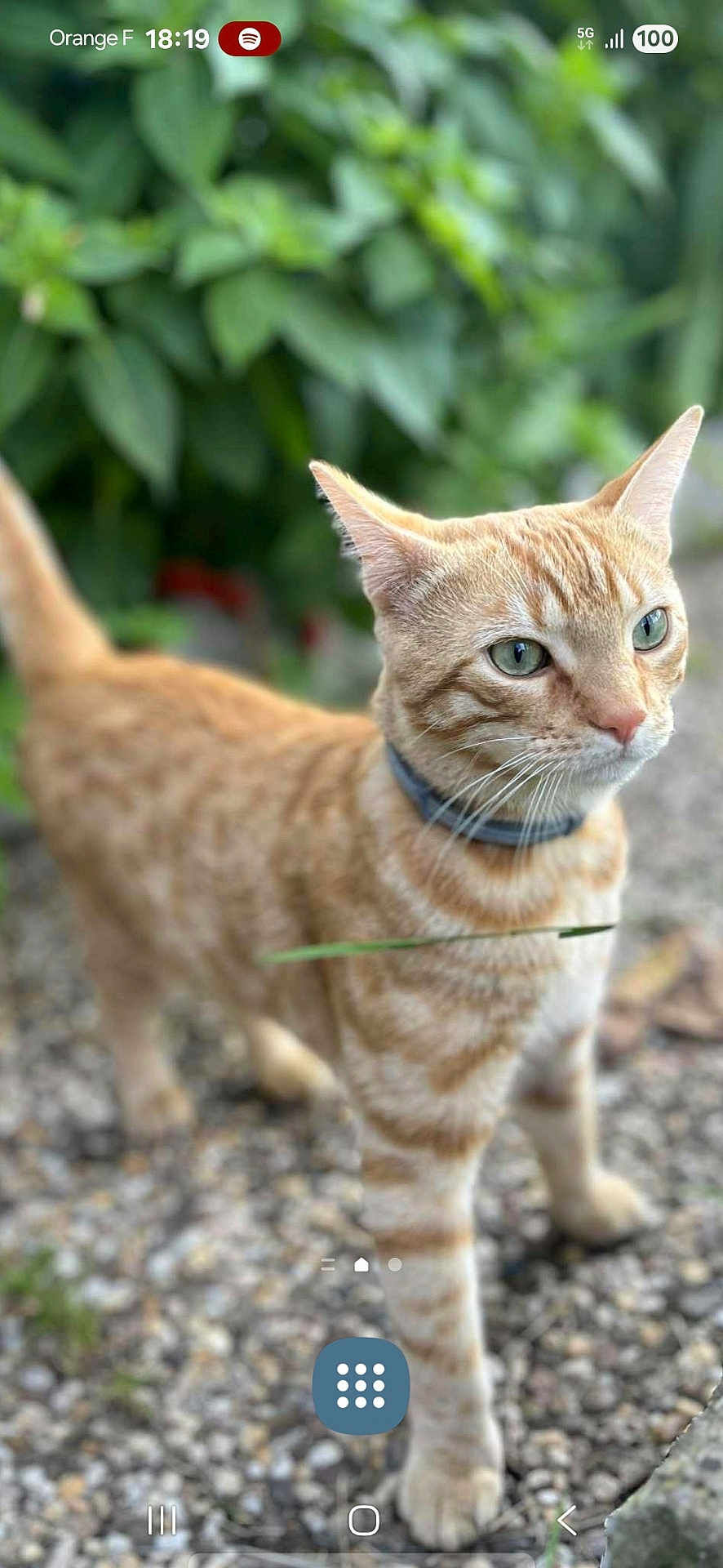 Vassia participe au concours pour gagner de l'argent avec cette photo : cat, orange_tabby, animal, pet, collar, green_eyes, outdoor, nature, gravel, leaf, fur, whiskers, closeup, alert, mammal, walking, background_blur, garden, curious, domestic_cat
