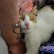 Spaz is registered to the contest to win money with this photo: cat, sleeping, animal, pet, white_fur, orange_fur, tattoo, bracelet, human_arm, closeup, indoor, cozy, blanket, resting, comfort, fur, whiskers, pink_nose, snuggling, relaxed