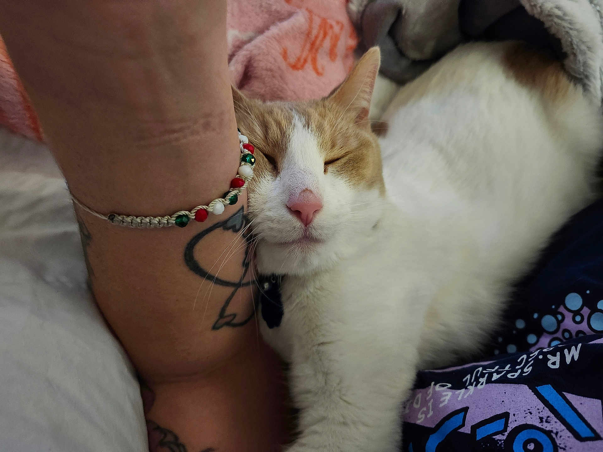 Spaz is registered to the contest to win money with this photo: cat, sleeping, animal, pet, white_fur, orange_fur, tattoo, bracelet, human_arm, closeup, indoor, cozy, blanket, resting, comfort, fur, whiskers, pink_nose, snuggling, relaxed