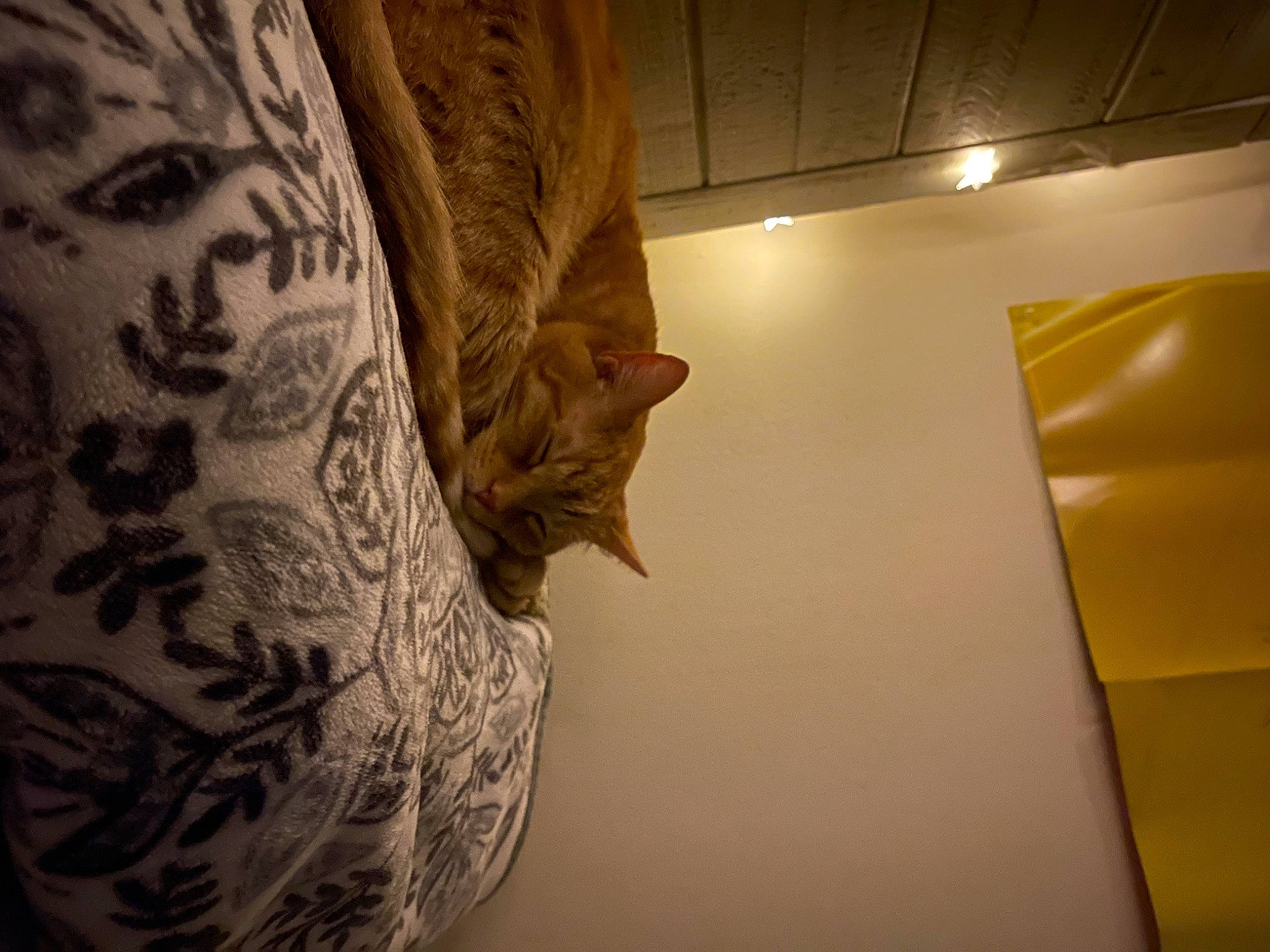 Ottis joined the competition — help win amazing prizes! carnivore, cat, ceiling, comfort, elbow, felidae, flooring, fur, human_leg, linens, pattern, room, sleeve, small_to_medium_sized_cats, tail, tattoo, temporary_tattoo, visual_arts, whiskers, wood