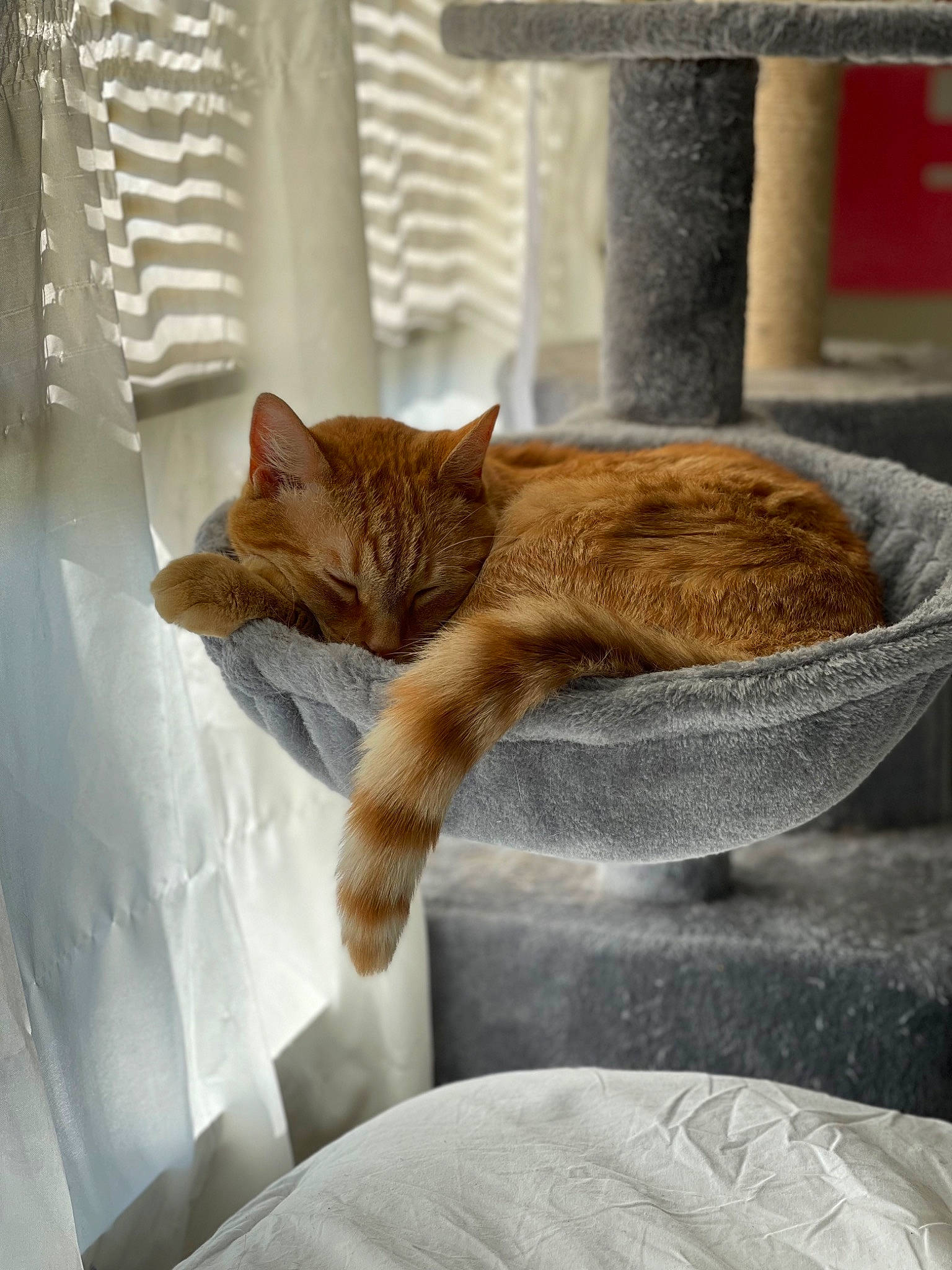 Ottis joined the competition — help win amazing prizes! carnivore, cat, claw, comfort, curtain, domestic_short_haired_cat, fawn, felidae, fur, human_leg, linens, nap, plant, sitting, small_to_medium_sized_cats, snout, tail, whiskers, window, wood