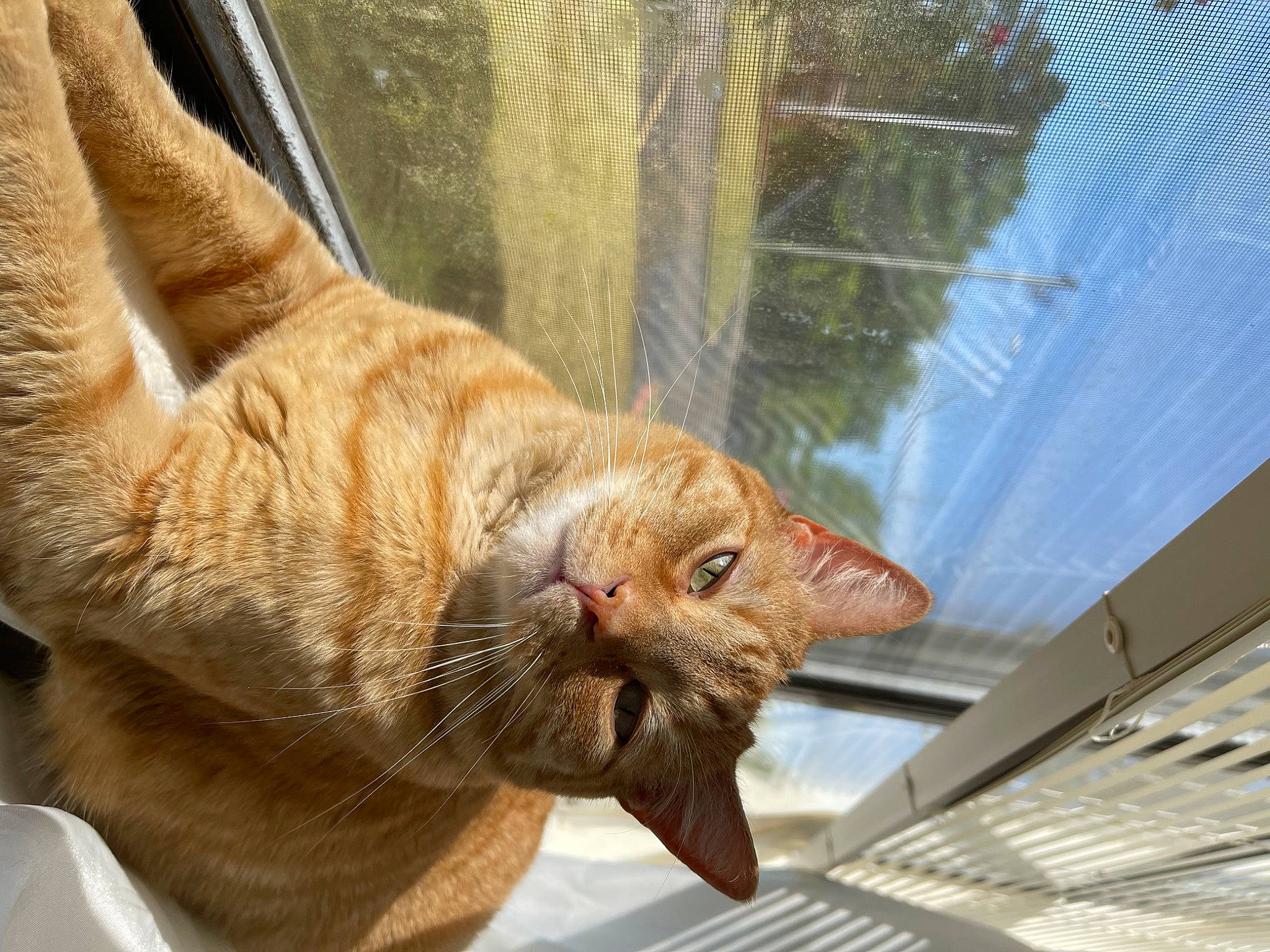 Ottis is registered to the contest to win money with this photo: carnivore, cat, claw, comfort, domestic_short_haired_cat, fawn, felidae, fur, paw, sky, small_to_medium_sized_cats, snout, sporting_group, tail, terrestrial_animal, tree, whiskers, wildlife, window, wood