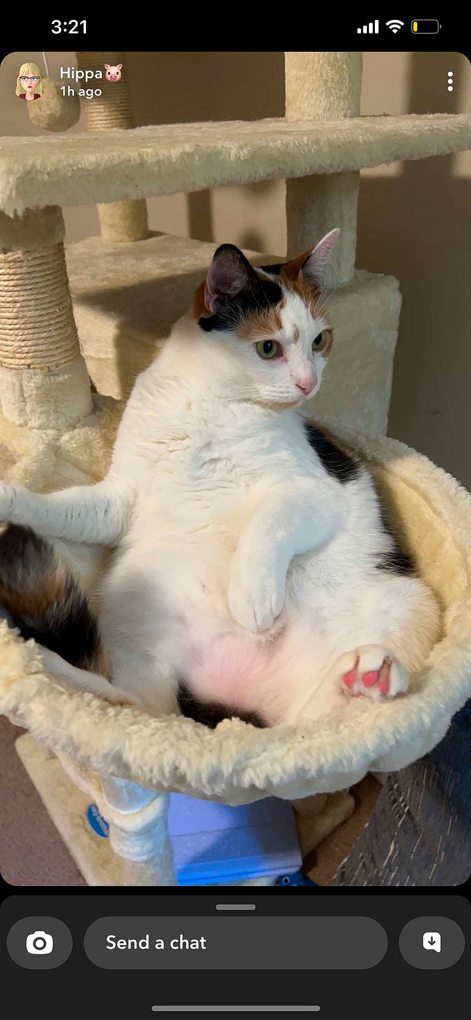 Clover joined the competition — help win amazing prizes! carnivore, cat, cat_bed, cat_furniture, cat_supply, collar, domestic_short_haired_cat, fawn, felidae, fur, mammal, paw, pet_supply, plant, sitting, small_to_medium_sized_cats, snout, tail, vertebrate, whiskers