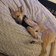 Raven is registered to the contest to win money with this photo: dog, puppy, sleeping, lying_down, resting, brown_dog, short_hair, upright_ears, harness, pet, indoor, bed, blanket, soft_texture, cozy, nap, relaxed, home, portrait, animal