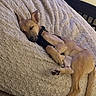 dog, puppy, sleeping, lying_down, resting, brown_dog, short_hair, upright_ears, harness, pet, indoor, bed, blanket, soft_texture, cozy, nap, relaxed, home, portrait, animal