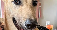 Raven joined the competition — help win amazing prizes! dog, canine, tan_fur, close_up, portrait, happy, smiling, tongue_out, black_nose, brown_eyes, floppy_ears, short_fur, pet, indoor, bedroom, bed, person, hand, colorful_background, photography