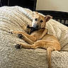 Raven joined the competition — help win amazing prizes! dog, puppy, pet, animal, tan_fur, floppy_ears, brown_dog, black_nose, dark_eyes, lying_down, relaxed, cute, portrait, indoors, bed, blanket, cozy, home, furniture, shelf