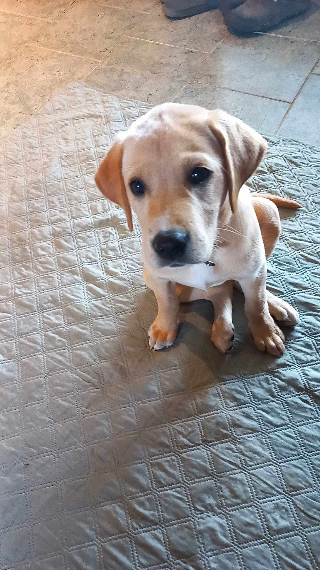 Ava
