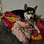 animal, bed, blanket, blue_eyes, colorful, cozy, cute, dog, floor, fur, husky, indoor, pet, playful, plush_toy, resting, shadow, smiling, tile_floor, tongue_out