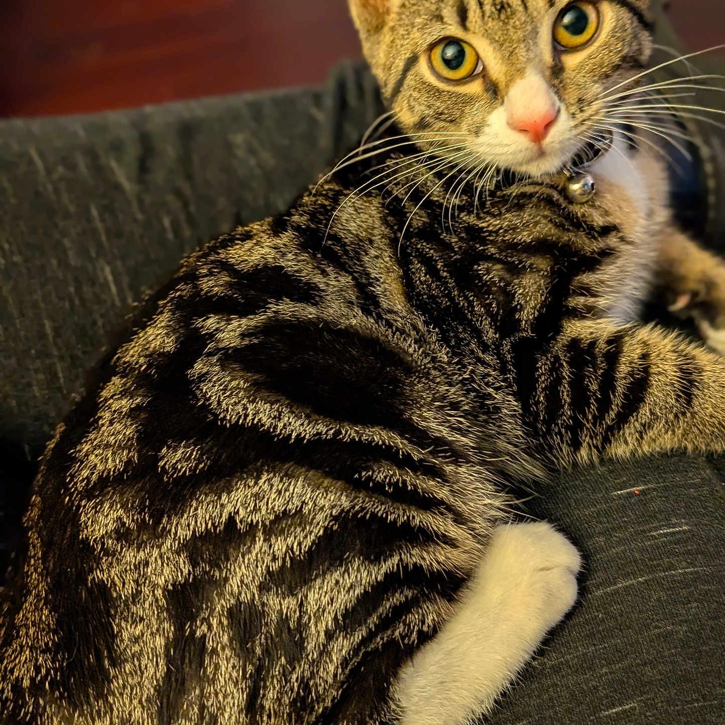 C J joined the competition — help win amazing prizes! abyssinian, animal, armchair, cat, chair, couch, furniture, hardwood, kitten, manx, pet, wood