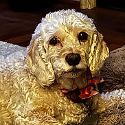 Lucy joined the competition — help win amazing prizes! adorable, black_nose, blanket, close_up, collar, cozy, cream_colored, curly_fur, cute, dog, fluffy, home_decor, indoors, large_eyes, long_ears, lying_down, pet, portrait, puppy, red_bow