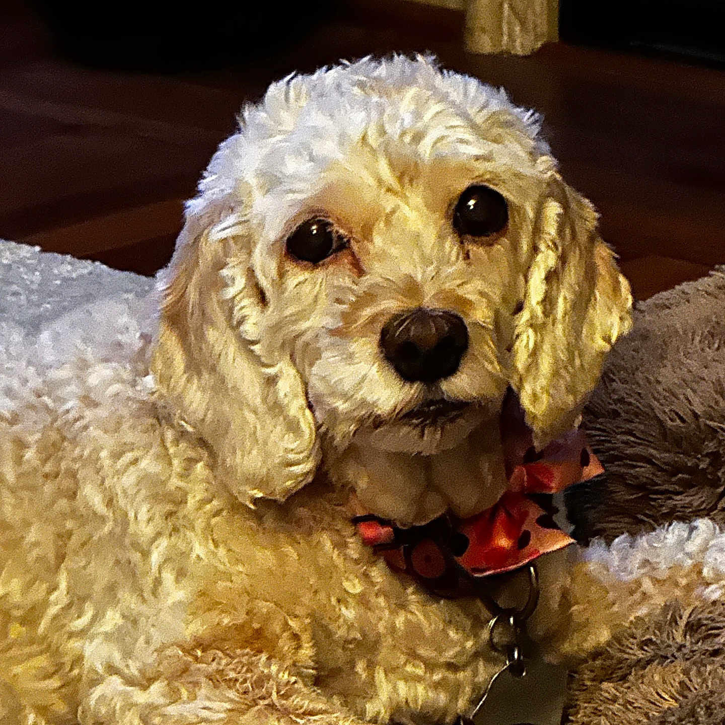 Lucy