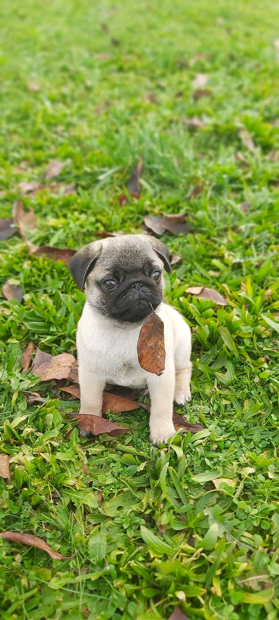 Titus a rejoint le concours — aidez-le/la à gagner de superbes lots ! art, bulldog, canidae, carnivore, companion_dog, dog, dog_breed, fawn, grass, groundcover, plant, pug, snout, soil, sporting_group, terrestrial_animal, toy_dog, whiskers, working_animal, wrinkle