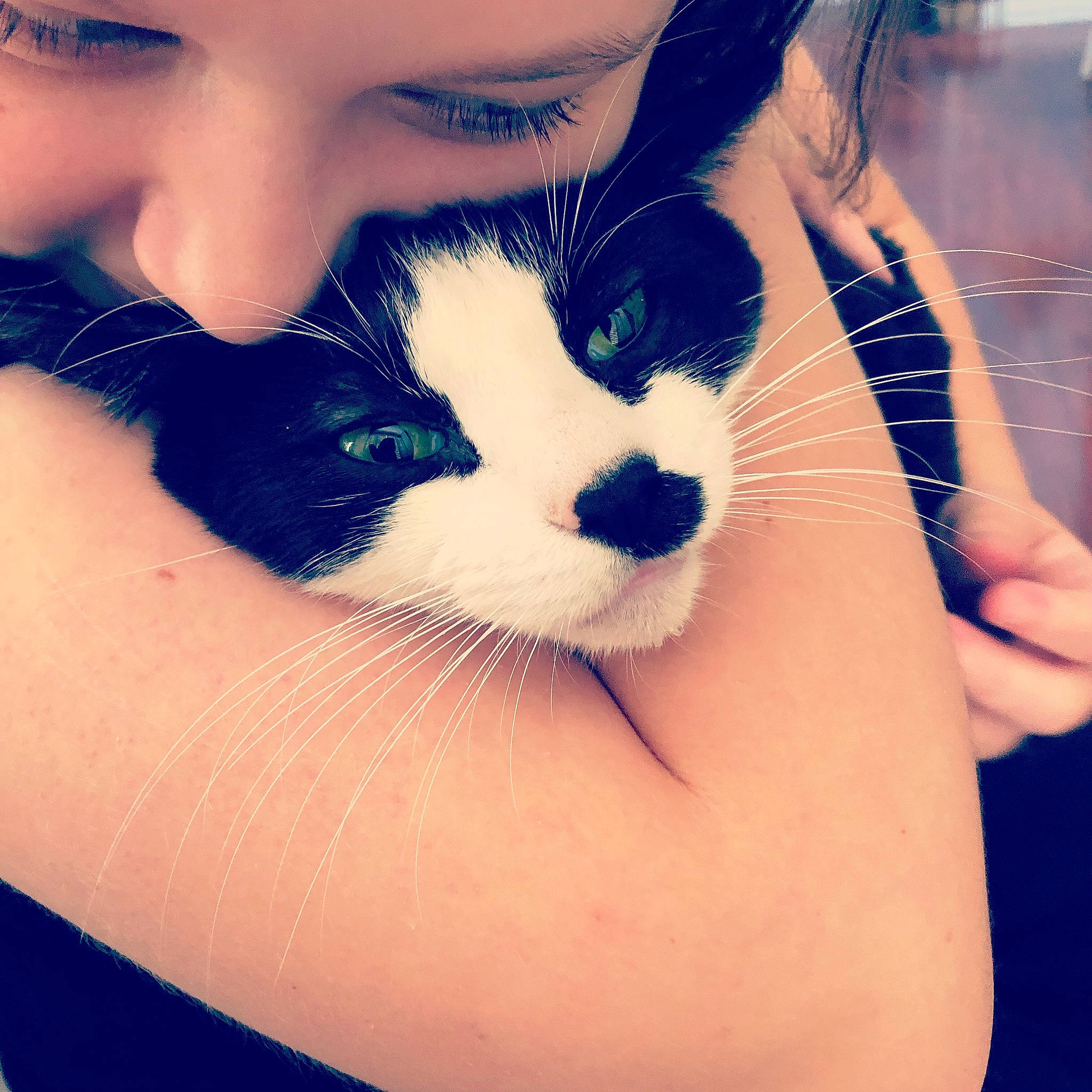 Kingsley joined the competition — help win amazing prizes! arm, beauty, cat, cheek, cool, eye, eyebrow, face, felidae, finger, hair, hand, head, leg, lip, nose, organ, skin, small_to_medium_sized_cats, whiskers