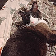 Smokey is registered to the contest to win money with this photo: cat, animal, pet, feline, fur, whiskers, indoor, blanket, pattern, resting, sleepy, cute, cozy, closeup, portrait, relaxed, domestic, bed, soft, comfort
