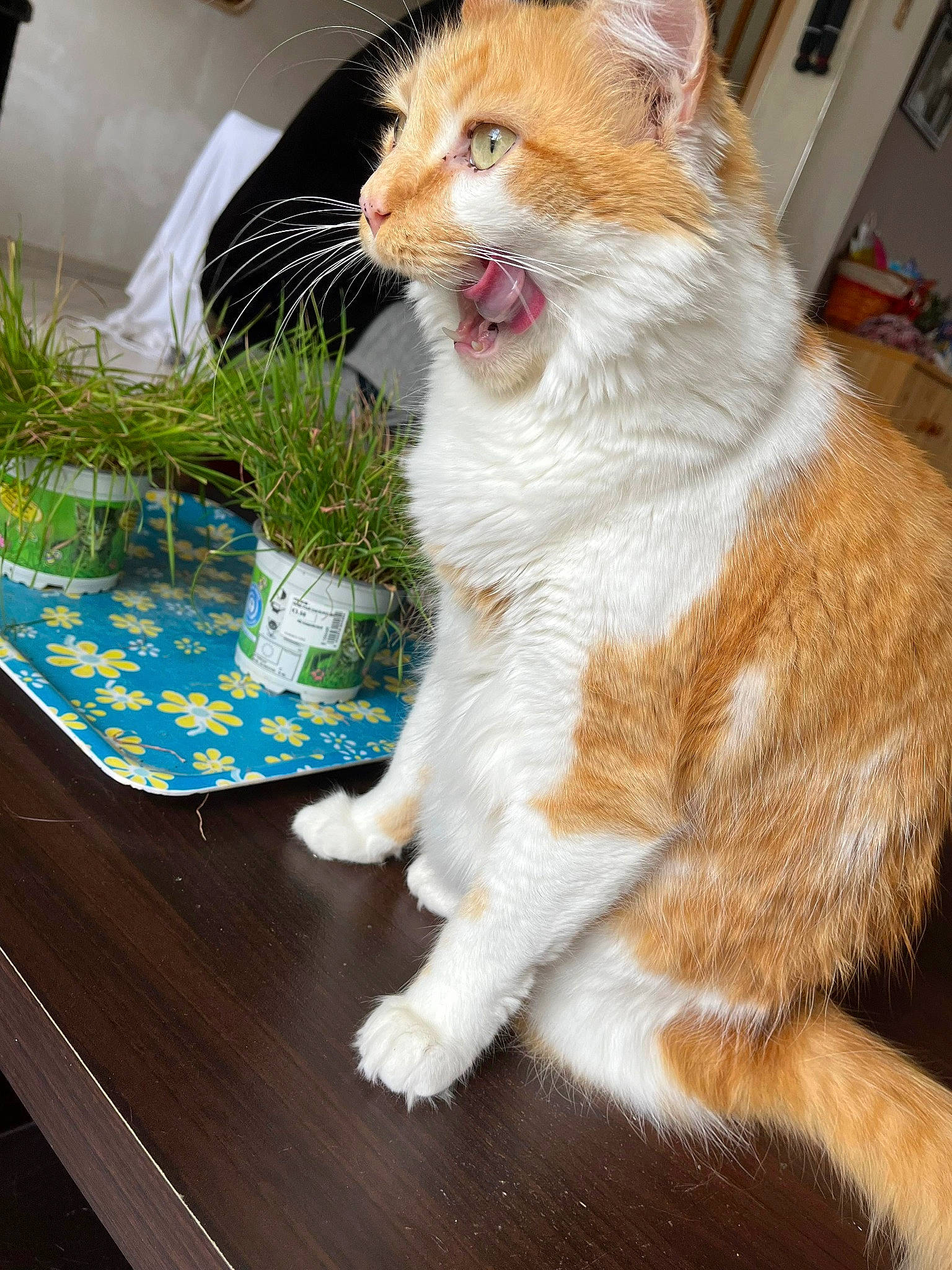 Pika participe au concours pour gagner de l'argent avec cette photo : canidae, carnivore, cat, claw, collar, companion_dog, domestic_short_haired_cat, fawn, felidae, fur, grass, herb, outdoor_furniture, paw, plant, small_to_medium_sized_cats, tail, whiskers, window, wood