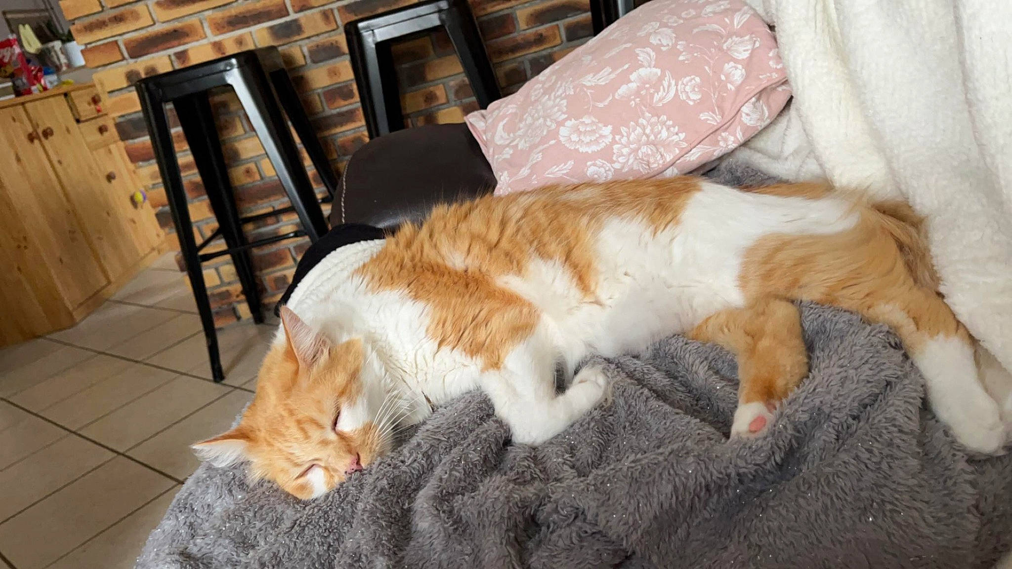 Pika participe au concours pour gagner de l'argent avec cette photo : carnivore, cat, chair, claw, comfort, domestic_short_haired_cat, fawn, felidae, floor, flooring, fur, hardwood, lap, paw, picture_frame, small_to_medium_sized_cats, snout, tail, whiskers, wood