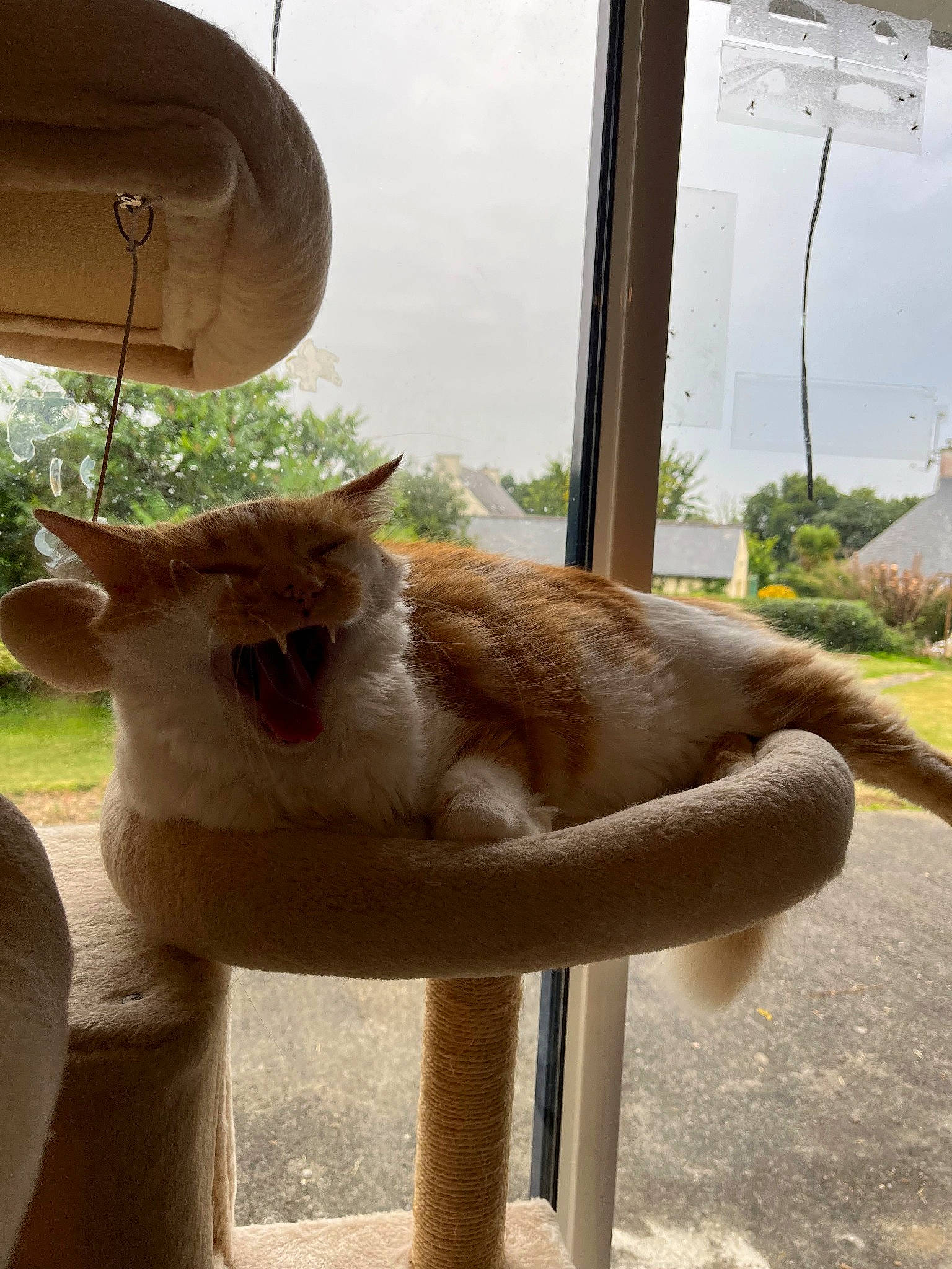 Pika a rejoint le concours — aidez-le/la à gagner de superbes lots ! carnivore, cat, chair, domestic_short_haired_cat, fang, fawn, felidae, fur, grass, plant, shade, sky, small_to_medium_sized_cats, snout, tail, tree, vertebrate, whiskers, window, wood