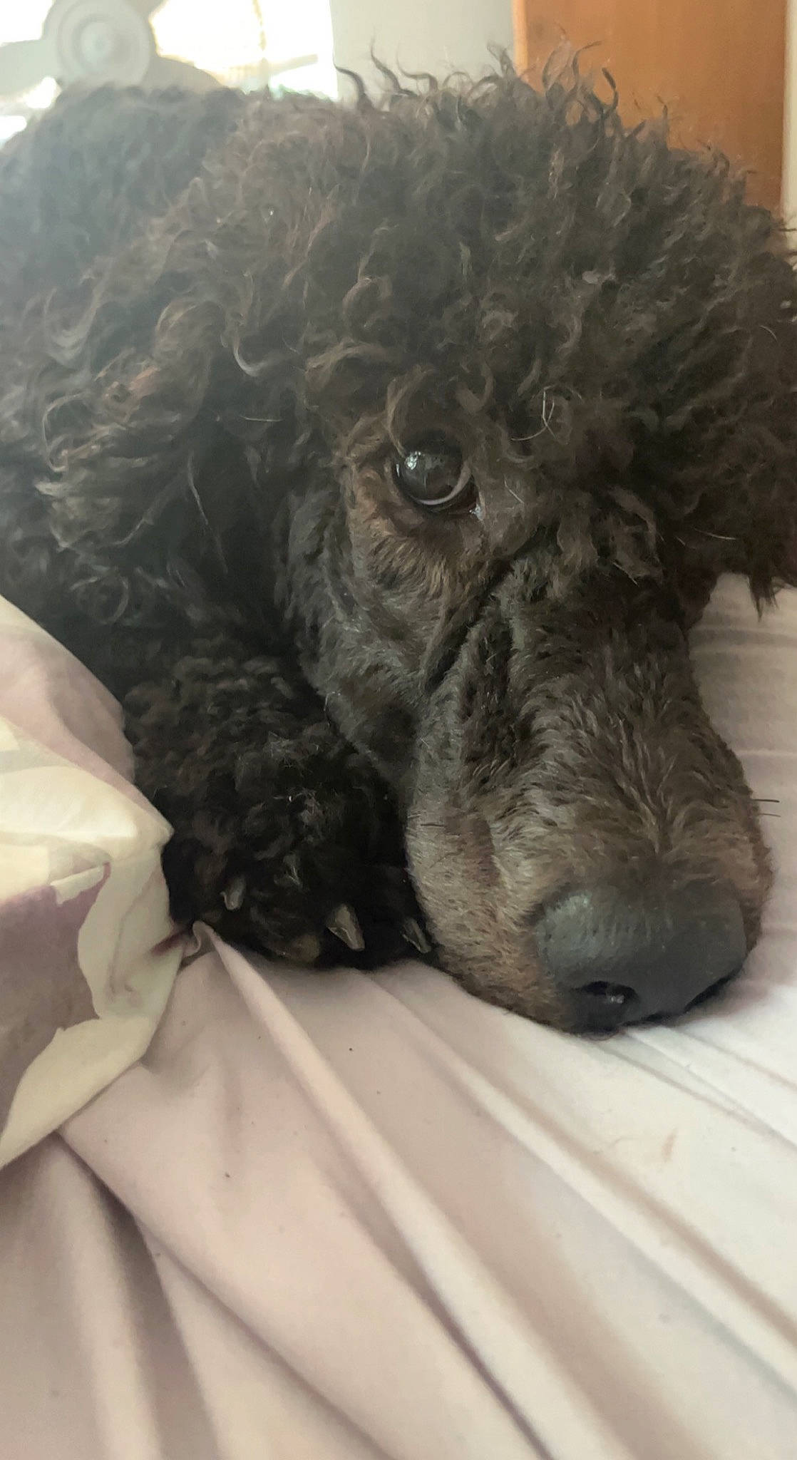 Anubis is registered to the contest to win money with this photo: canidae, carnivore, claw, companion_dog, dog, dog_breed, dog_collar, fur, labradoodle, liver, non_sporting_group, poodle, snout, sporting_group, terrestrial_animal, terrier, toy_dog, water_dog, whiskers, working_animal