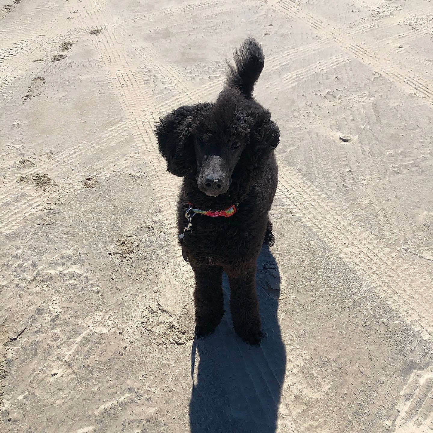 Anubis joined the competition — help win amazing prizes! canidae, carnivore, collar, companion_dog, dog, dog_breed, dog_collar, dog_supply, fur, leash, pet_supply, sand, shadow, snout, soil, sporting_group, tail, winter, working_animal, working_dog