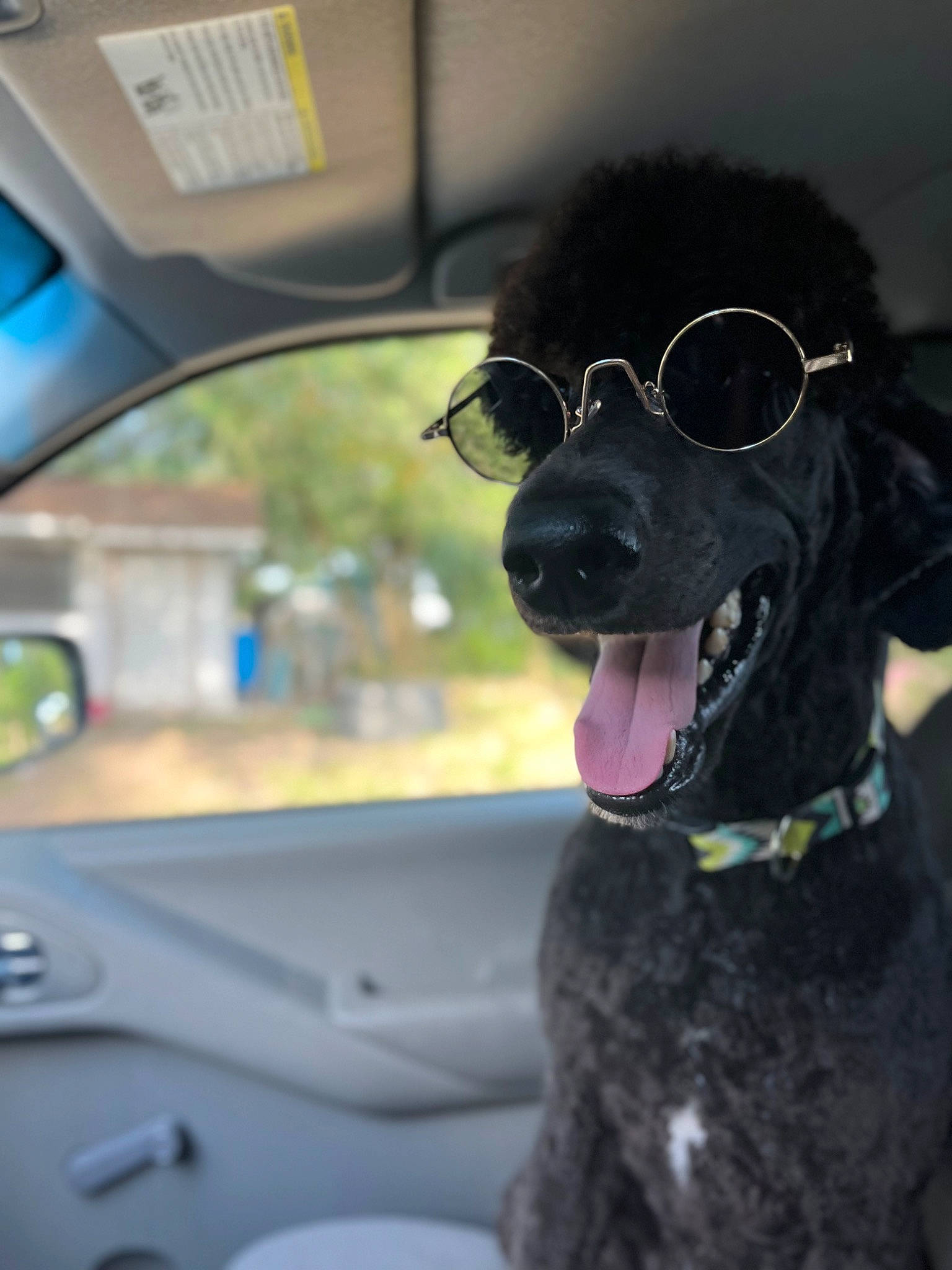 Anubis joined the competition — help win amazing prizes! auto_part, automotive_exterior, automotive_lighting, automotive_mirror, car, carnivore, collar, companion_dog, dog, dog_breed, dog_collar, eyewear, fawn, rear_view_mirror, snout, steering_wheel, sunglasses, vehicle, vehicle_door, working_animal