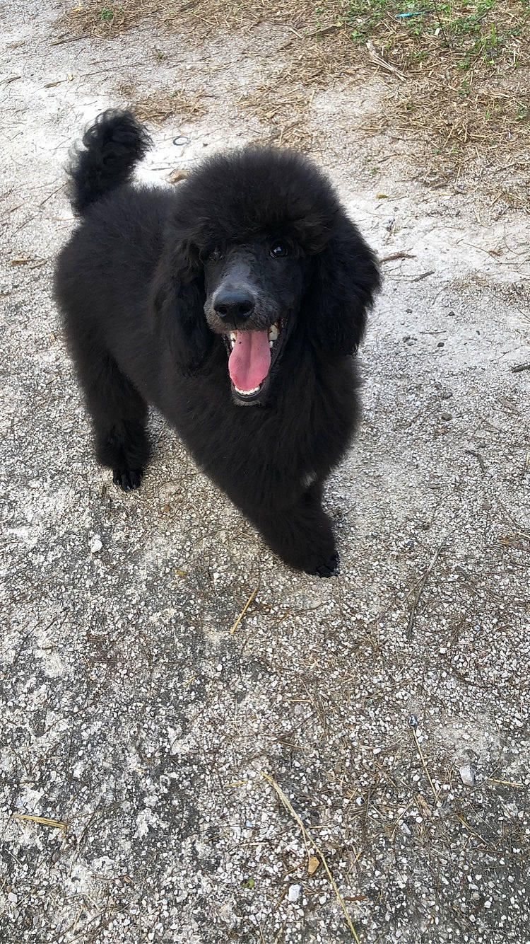 Anubis joined the competition — help win amazing prizes! canidae, carnivore, companion_dog, dog, dog_breed, foot, fur, german_spitz, german_spitz_klein, grass, non_sporting_group, paw, road_surface, shadow, snout, soil, sporting_group, terrestrial_animal, working_animal, working_dog