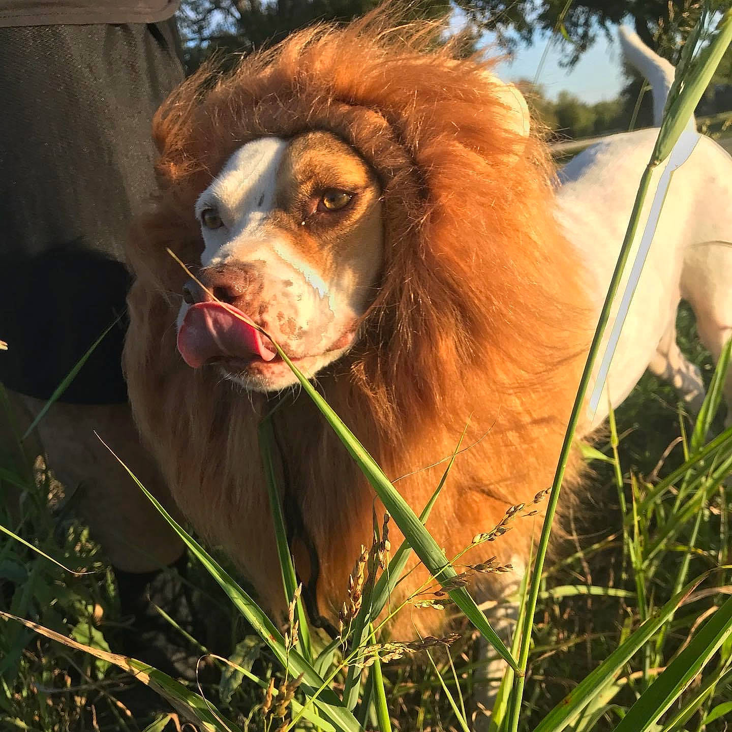 Bridgette joined the competition — help win amazing prizes! art, canidae, carnivore, cavalier_king_charles_spaniel, companion_dog, dog, dog_breed, fawn, fur, grass, liver, orangutan, primate, snout, sporting_group, terrestrial_animal, tree, whiskers, wood, working_animal