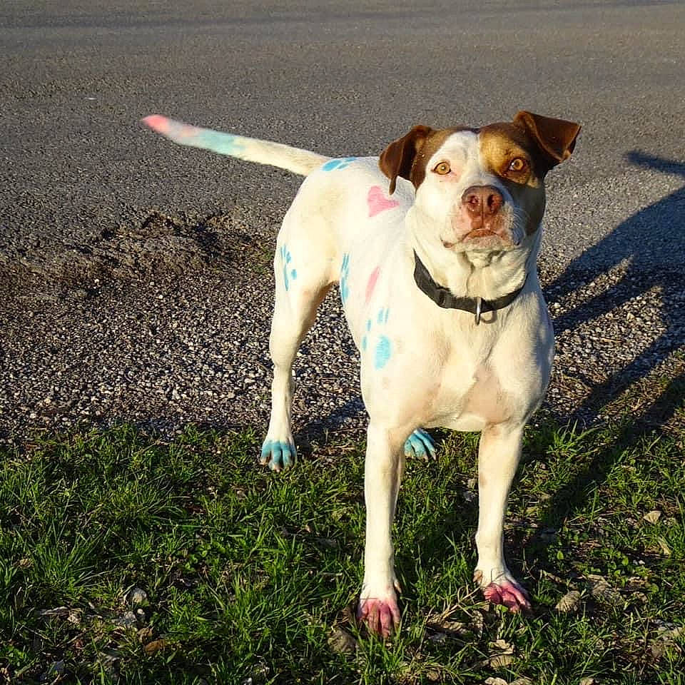 Bridgette joined the competition — help win amazing prizes! adventure, canidae, carnivore, collar, companion_dog, dog, dog_breed, dog_collar, dog_supply, fashion_accessory, fawn, grass, leash, pet_supply, plant, road_surface, snout, sporting_group, tail, working_animal