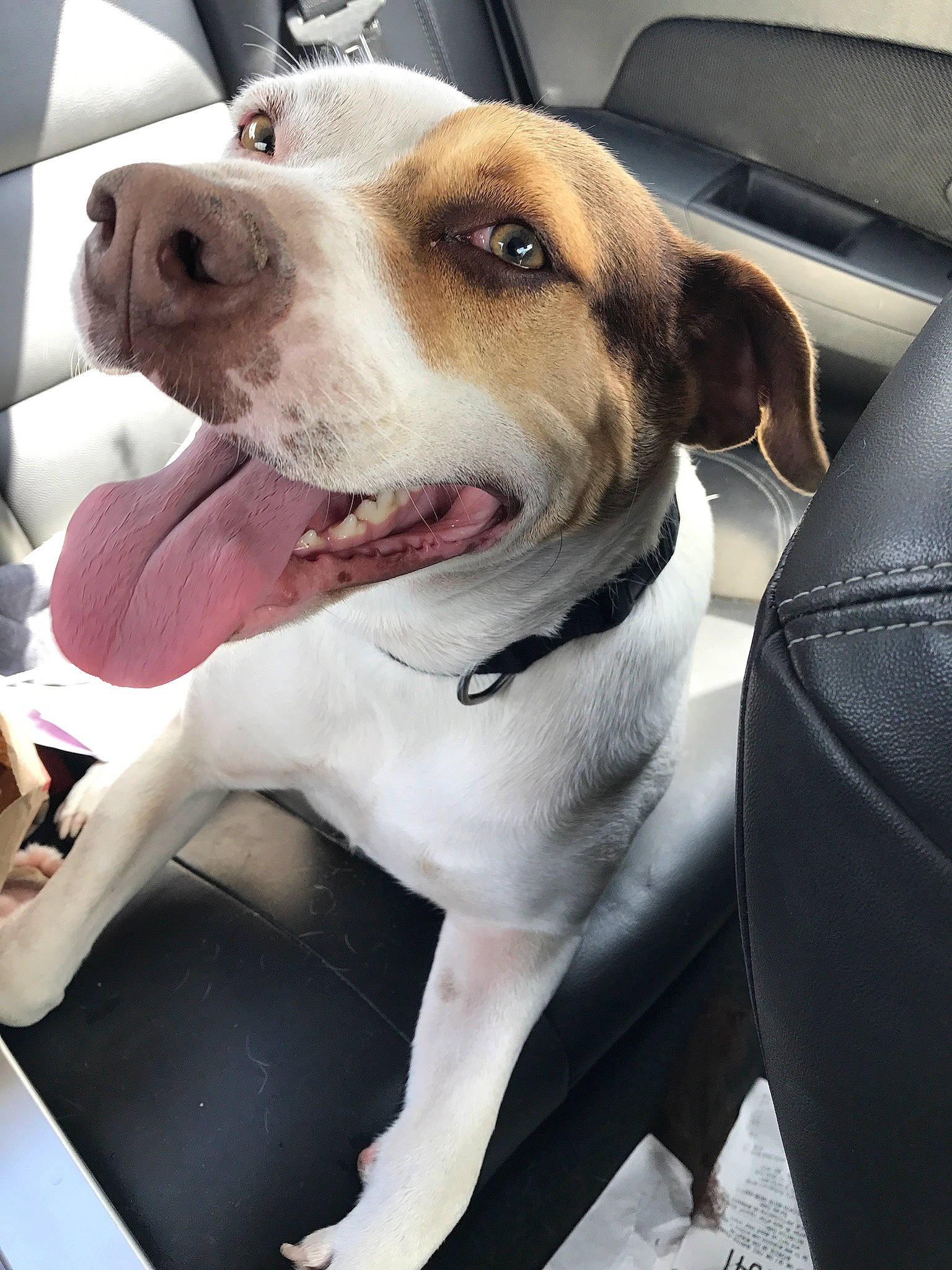 Bridgette is registered to the contest to win money with this photo: canidae, car_seat, carnivore, collar, companion_dog, dog, dog_breed, dog_collar, fawn, fur, leash, pet_supply, selfie, sporting_group, vehicle, vehicle_door, whiskers, white, window, working_animal