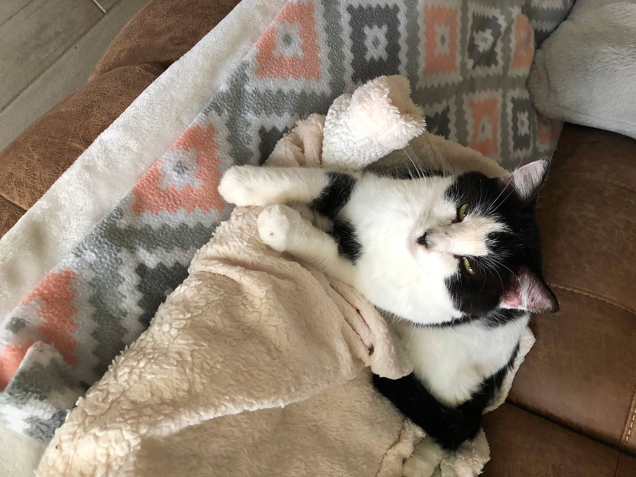 Smudge is registered to the contest to win money with this photo: carnivore, cat, claw, comfort, companion_dog, dog_breed, domestic_short_haired_cat, felidae, flooring, fur, linens, nap, pattern, paw, room, small_to_medium_sized_cats, tail, textile, whiskers, wood