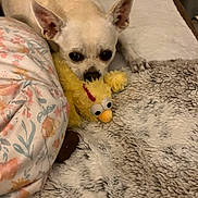 Phoebe joined the competition — help win amazing prizes! dog, small_dog, toy, plush_toy, yellow_toy, bed, blanket, fluffy_blanket, cozy, indoor, pet, cute, animal, resting, lying_down, ears, face, nose, paw, comfort