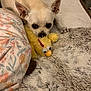 dog, small_dog, toy, plush_toy, yellow_toy, bed, blanket, fluffy_blanket, cozy, indoor, pet, cute, animal, resting, lying_down, ears, face, nose, paw, comfort