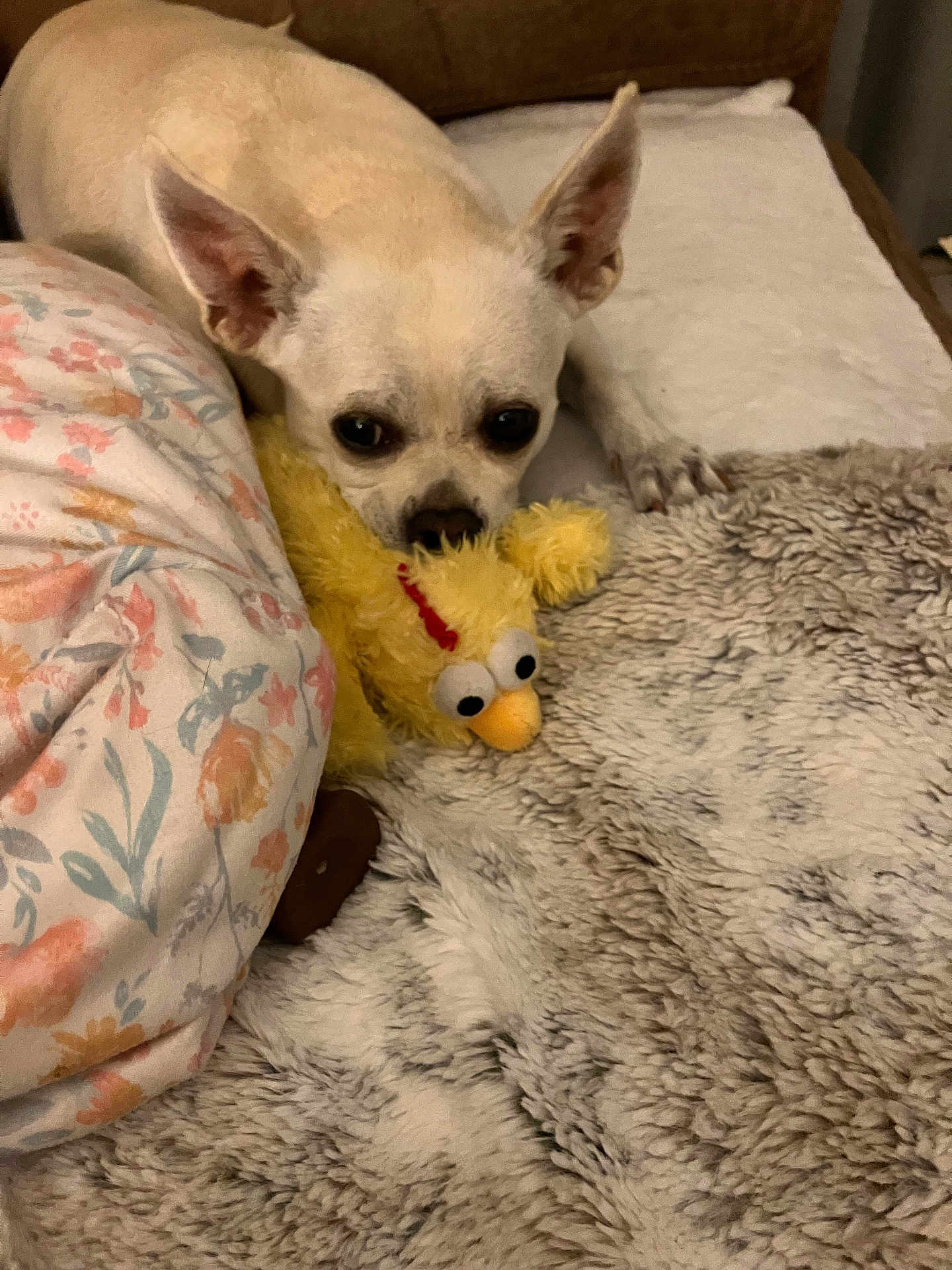 Phoebe