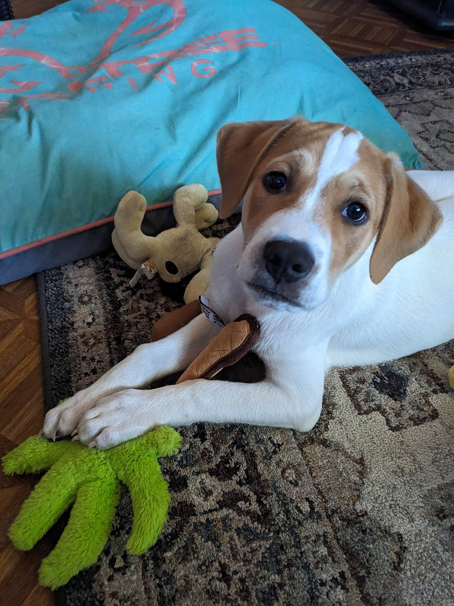 Finn joined the competition — help win amazing prizes! canidae, carnivore, collar, comfort, companion_dog, dog, dog_breed, dog_supply, fawn, glove, hound, hunting_dog, linens, pet_supply, scent_hound, snout, sporting_group, stuffed_toy, toy, working_animal
