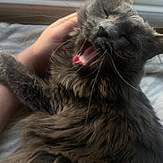 Dior is registered to the contest to win money with this photo: cat, gray_cat, yawning, long_fur, pet, whiskers, tongue, close_up, portrait, hand, human_hand, window, indoor, bedding, cozy, sleeping, furry, bed, sunlight, domestic_animal