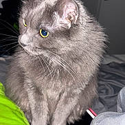 Dior joined the competition — help win amazing prizes! alert, bed, blanket, cat, close_up, door, ear, flash_lighting, fluffy_fur, grey_cat, indoor, long_haired_cat, nose, paws, pet, pillow, portrait, reflective_eyes, whiskers, yellow_eyes