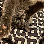 cat, grey_cat, pet, feline, fur, paws, whiskers, yellow_eyes, bed, bedding, patterned_bedspread, indoor, portrait, close_up, playful, stretching, cozy, relaxed, soft_light, nose