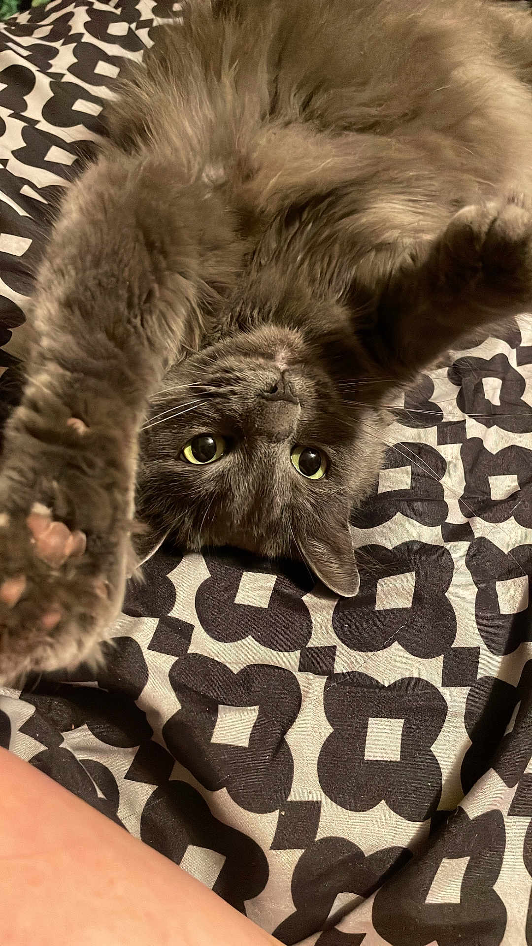 Dior joined the competition — help win amazing prizes! cat, grey_cat, pet, feline, fur, paws, whiskers, yellow_eyes, bed, bedding, patterned_bedspread, indoor, portrait, close_up, playful, stretching, cozy, relaxed, soft_light, nose